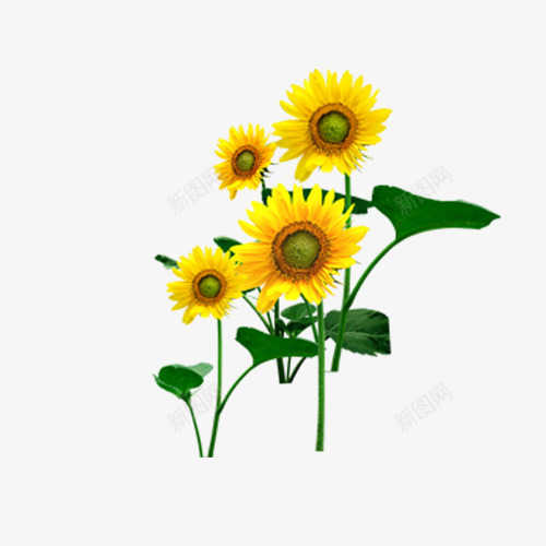 朝气太阳花png免抠素材_新图网 https://ixintu.com 太阳花 朝气 朝阳 植物 黄色