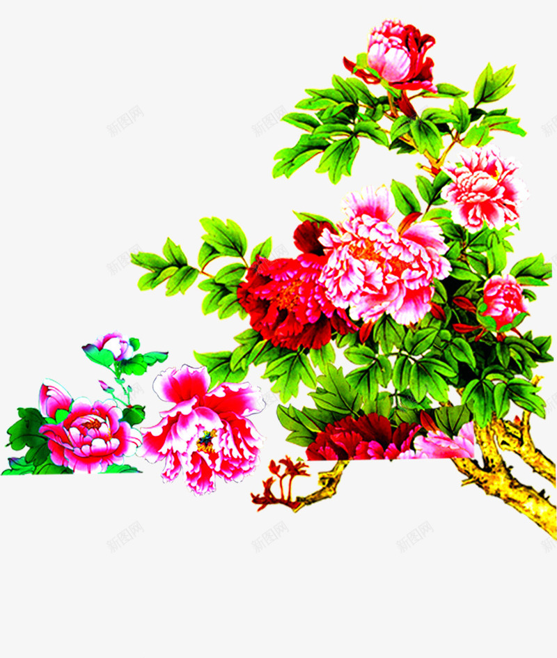 盛放的粉色牡丹花丛中秋png免抠素材_新图网 https://ixintu.com 中秋 牡丹 盛放 粉色 花丛
