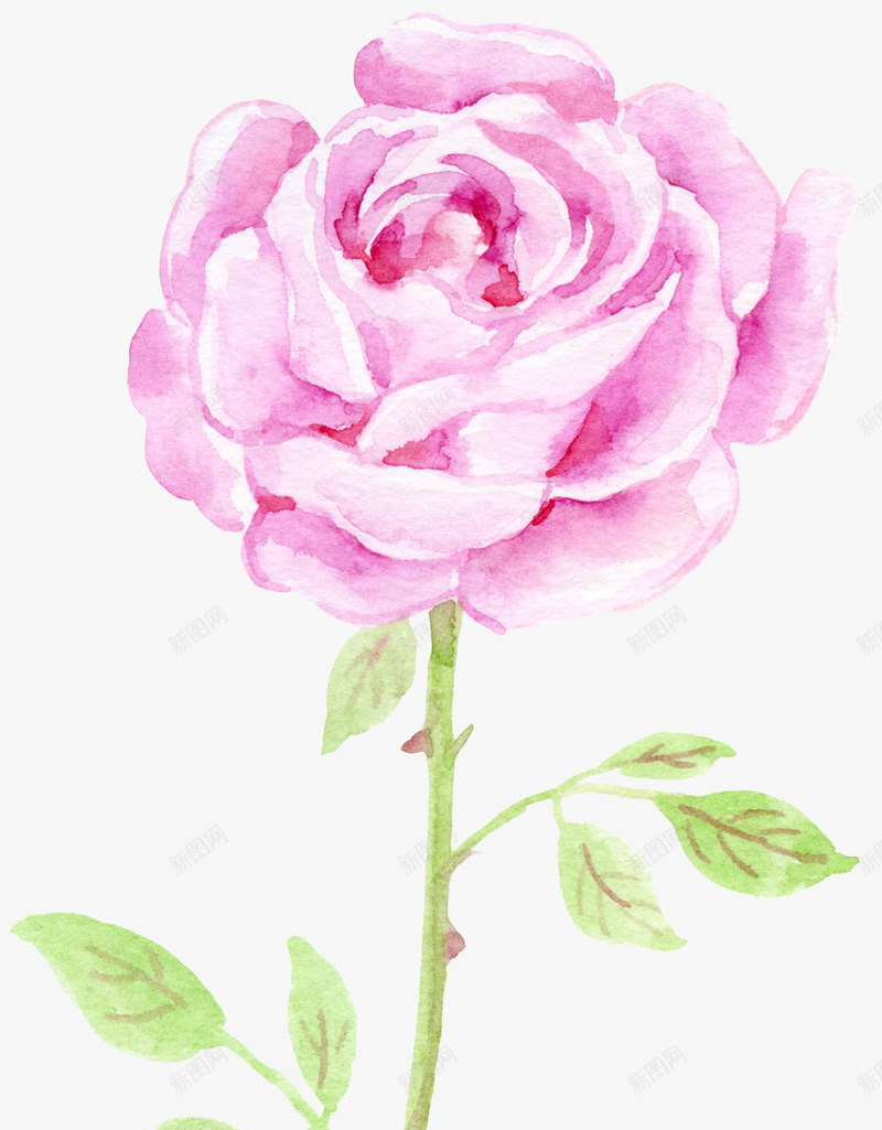 花朵牡丹水彩国画png免抠素材_新图网 https://ixintu.com 水彩 牡丹 花