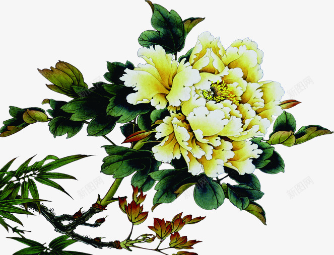 中秋节黄色牡丹花png免抠素材_新图网 https://ixintu.com 中秋节 牡丹花 黄色