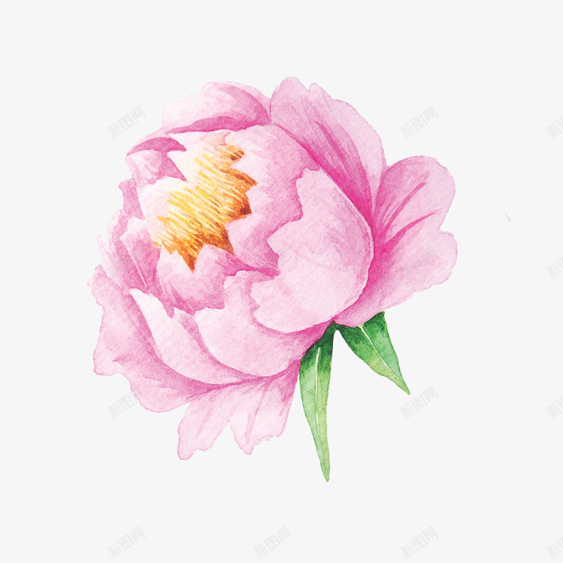 水粉花朵png免抠素材_新图网 https://ixintu.com 水粉 牡丹 花卉 花朵