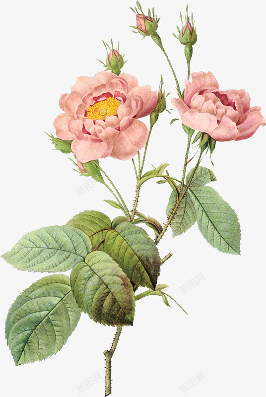 粉色牡丹花美丽png免抠素材_新图网 https://ixintu.com 牡丹 粉色 花