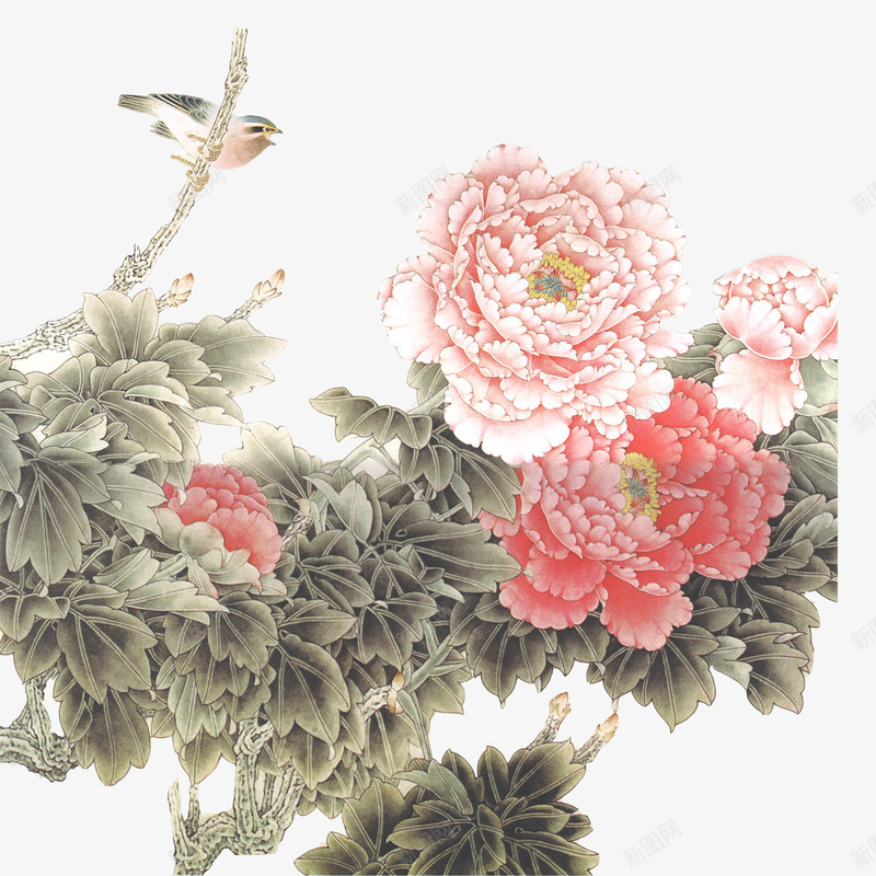 花鸟图png免抠素材_新图网 https://ixintu.com 喜鹊 牡丹 花鸟图