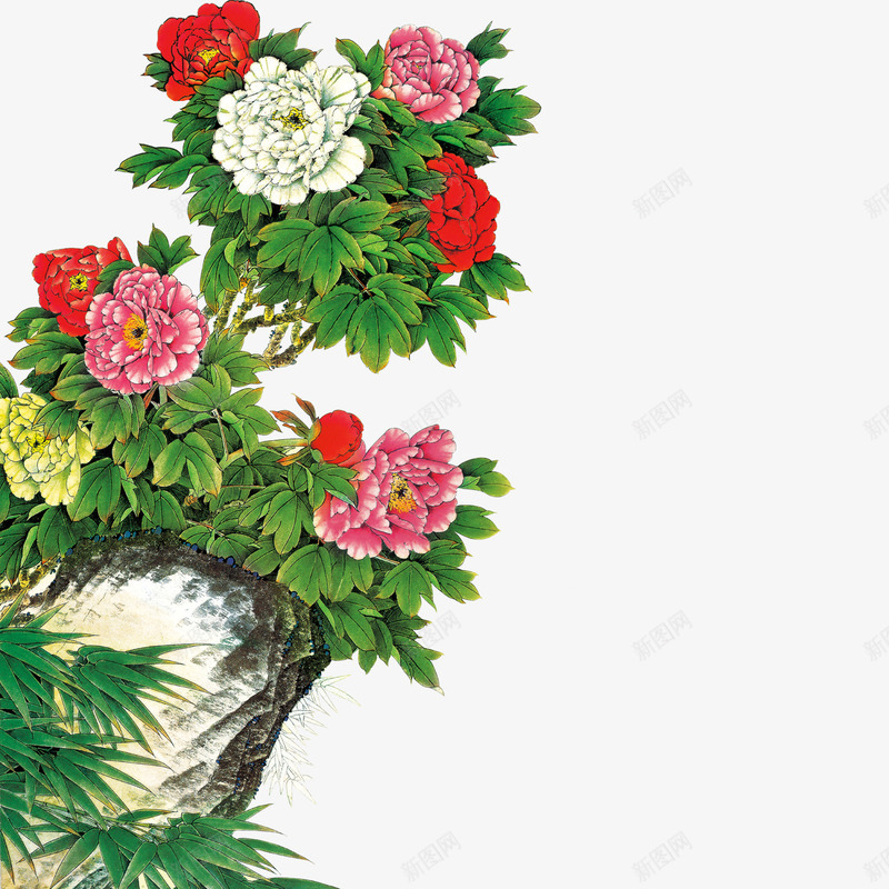 牡丹花png免抠素材_新图网 https://ixintu.com 牡丹 白色 粉色 红色 花丛 花朵