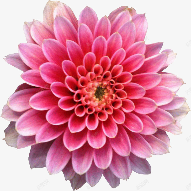 粉色绽放牡丹花png免抠素材_新图网 https://ixintu.com 牡丹花 粉色 绽放