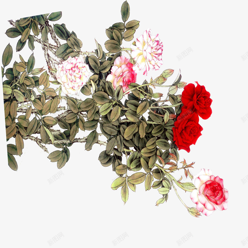 牡丹花枝png免抠素材_新图网 https://ixintu.com 牡丹 粉色 红色 花枝
