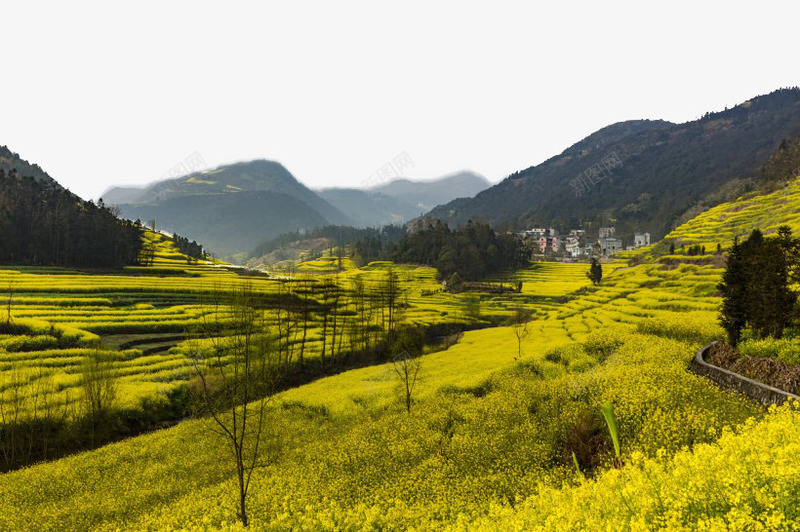 云南罗平油菜花风景矢量图eps免抠素材_新图网 https://ixintu.com 云南 旅游 景点 美丽 著名 风景 矢量图