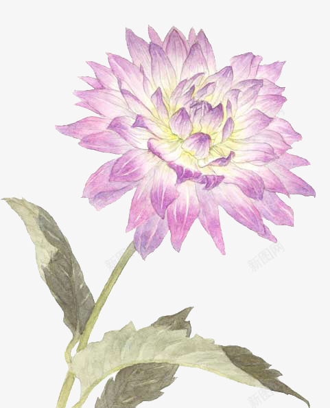 手绘牡丹花蓝色牡丹花png免抠素材_新图网 https://ixintu.com 手绘 牡丹花 蓝色