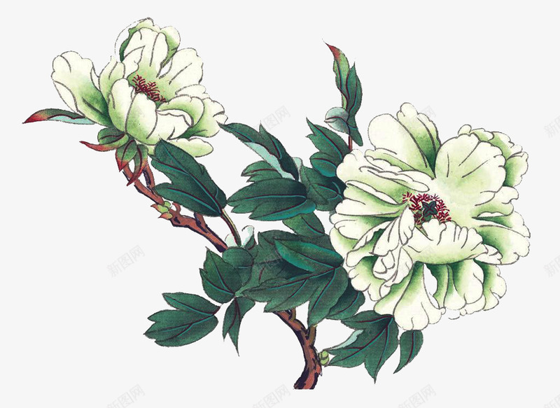 手绘白牡丹png免抠素材_新图网 https://ixintu.com 植物 牡丹 白牡丹 白色 绿叶 花卉装饰 花朵装饰