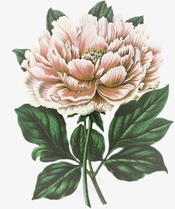 手绘花饰卡通花卡通牡图标png_新图网 https://ixintu.com 卡通 卡通元素 卡通花素材 卡通花饰图标 唯美 手绘花图片 森林系 牡丹花