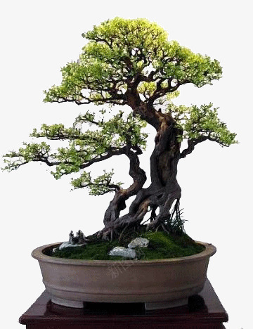 美丽的风景树png免抠素材_新图网 https://ixintu.com 盆景 美丽的风景树 观赏