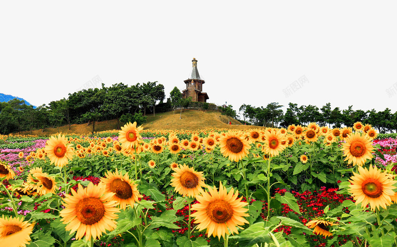 深圳东部华侨城太阳花png免抠素材_新图网 https://ixintu.com 名胜古迹 图片 地方景点 太阳花 实物图 摄影图 深圳东部华侨城 自然景观 花海 高清图片