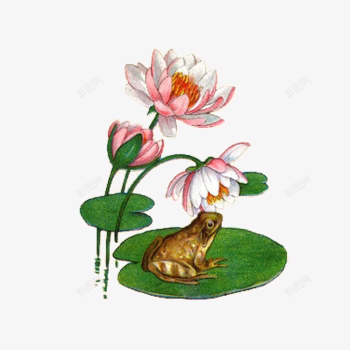 彩绘牡丹花荷叶青蛙png免抠素材_新图网 https://ixintu.com 彩绘 牡丹花 荷叶 青蛙