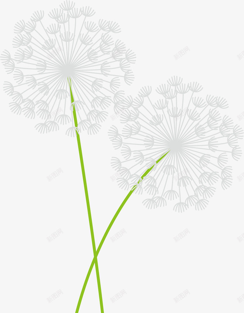 美丽的白色蒲公英矢量图eps免抠素材_新图网 https://ixintu.com 卡通矢量蒲公英 卡通风格 扁平风格 白色 白色蒲公英 美丽 矢量图