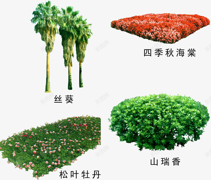 绿植树木png免抠素材_新图网 https://ixintu.com 园林后期素材 园林花艺 松叶牡丹 秋海棠 绿植