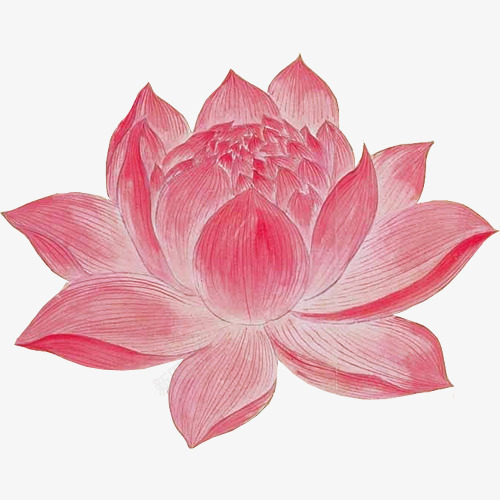 美丽红莲png免抠素材_新图网 https://ixintu.com 手绘莲花 红色莲花 莲 莲花