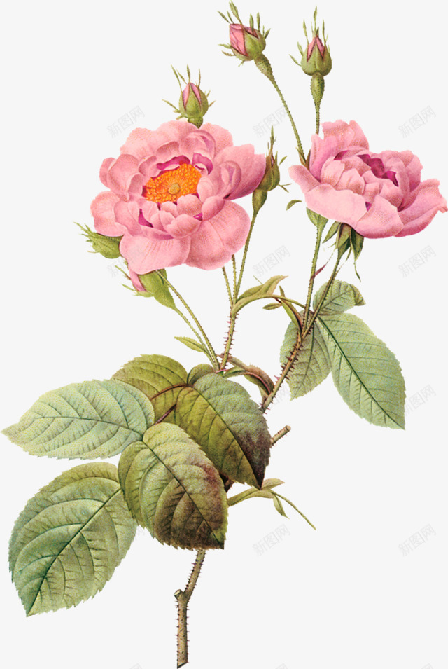 花朵牡丹花彩绘植物png免抠素材_新图网 https://ixintu.com 彩绘 植物 牡丹花 花朵