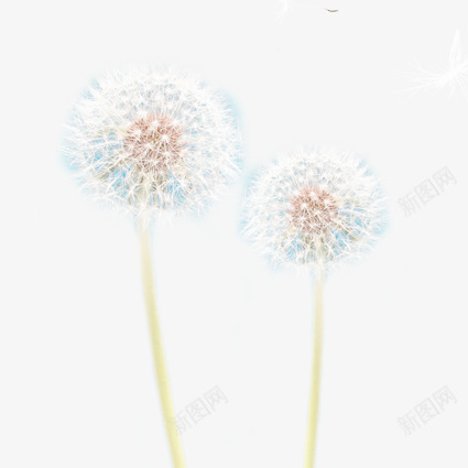 美丽的蒲公英png免抠素材_新图网 https://ixintu.com 植物 白色 绿色植物 蒲公英