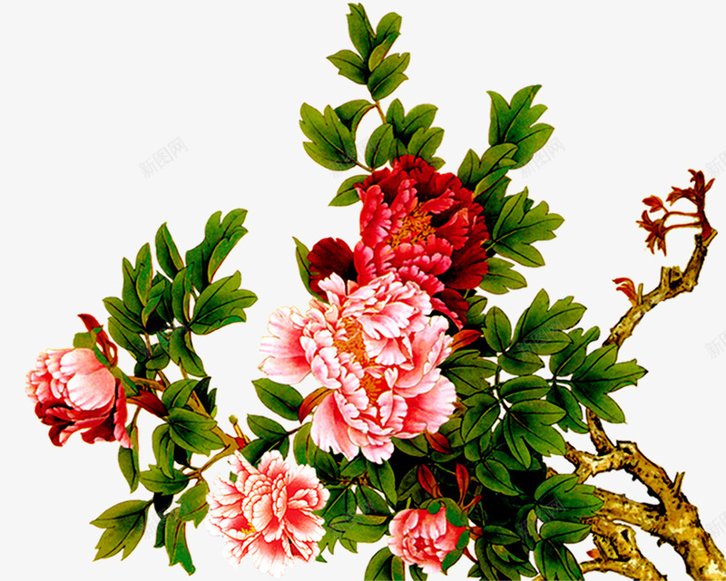 手绘牡丹花朵富贵png免抠素材_新图网 https://ixintu.com 富贵 牡丹 花朵