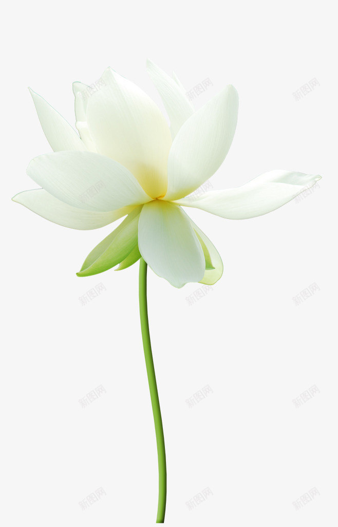 白色花朵牡丹花png免抠素材_新图网 https://ixintu.com 牡丹花 白色 花朵