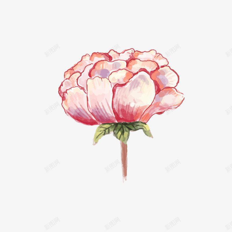 水彩牡丹矢量图ai免抠素材_新图网 https://ixintu.com 水彩 牡丹 粉色 花卉 矢量图
