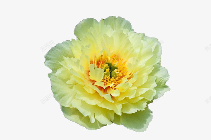黄色牡丹花png免抠素材_新图网 https://ixintu.com 植物 牡丹 牡丹花骨朵 花卉 黄色色