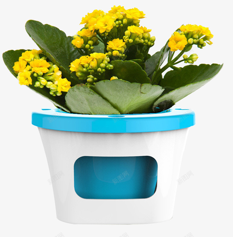 绿色盆栽植物png免抠素材_新图网 https://ixintu.com 婚礼庆祝摆设 盆栽 绿色花草 观赏