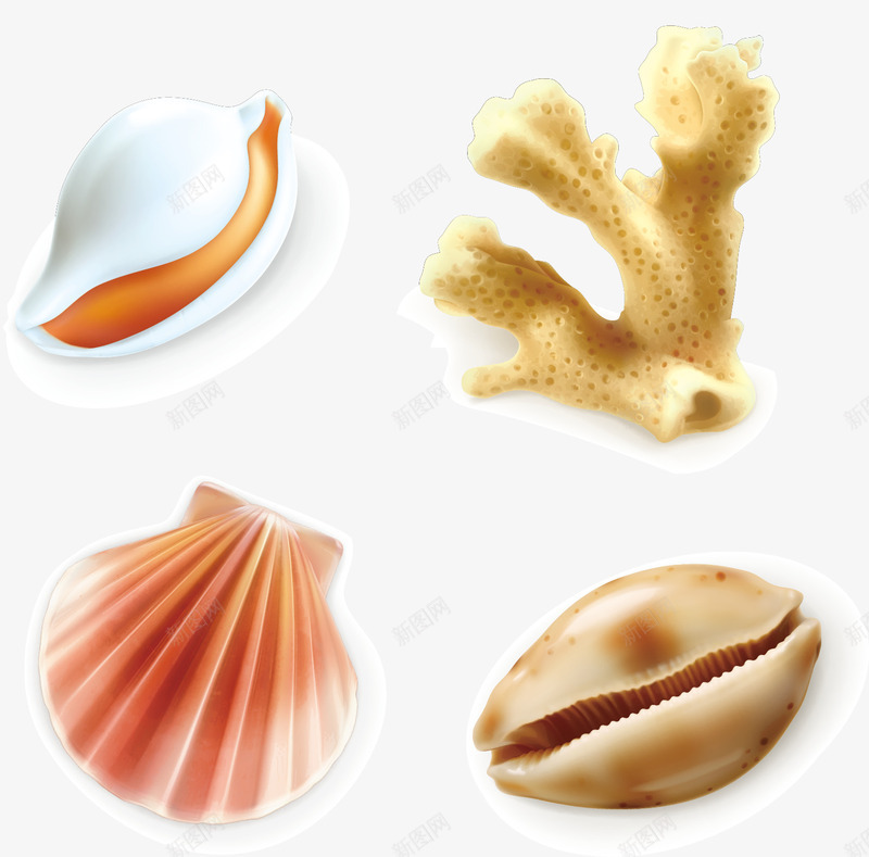 美丽的海里贝壳矢量图ai免抠素材_新图网 https://ixintu.com 海里 美丽 贝壳 矢量图