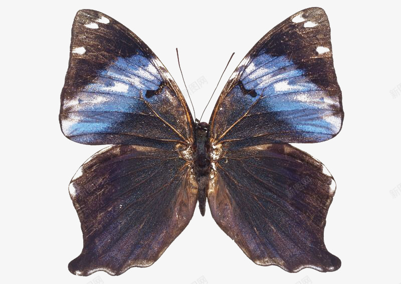 前翅有蓝色的深棕色凤蝶png免抠素材_新图网 https://ixintu.com 凤蝶 实物 生物 色彩 艺术