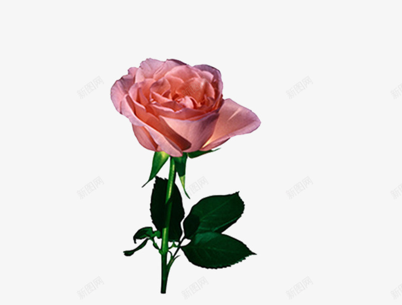 鲜花png免抠素材_新图网 https://ixintu.com 情人节玫瑰 粉色花朵 花瓣 花藤 郁金香 鲜花