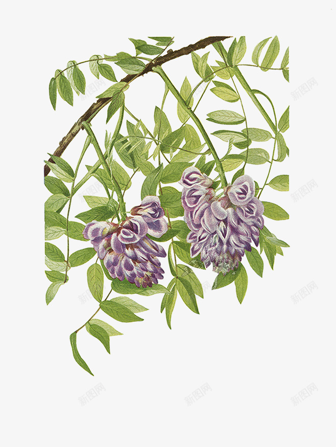 紫藤png免抠素材_新图网 https://ixintu.com 植物 紫色花 紫藤