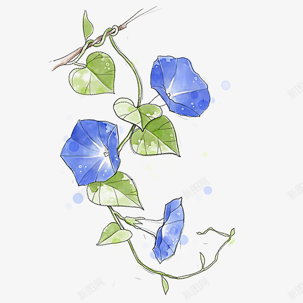唯美蓝色牵牛花藤png免抠素材_新图网 https://ixintu.com 唯美 喇叭花 插图 水墨 水墨牵牛花 水彩 牵牛花 花藤 设计