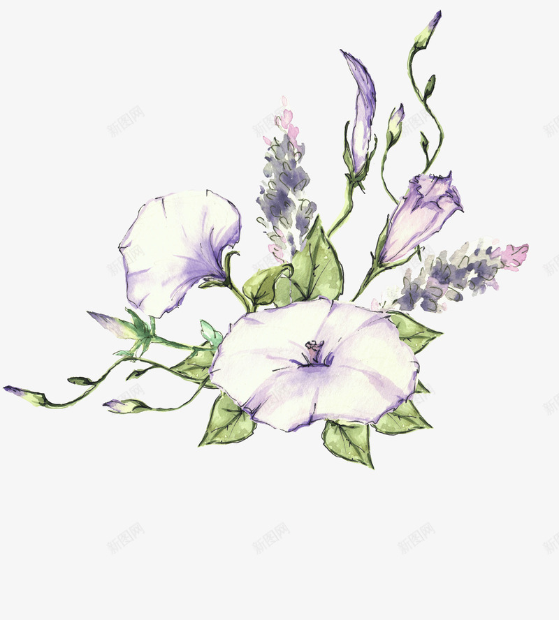 手绘花草花卉喇叭花png免抠素材_新图网 https://ixintu.com 包装设计 喇叭花 小清新包装 布料印花 植物花卉 花朵 花朵装饰 花草设计 贺卡设计