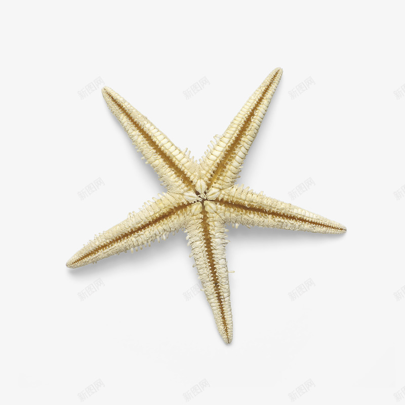 实物海洋生物海星png免抠素材_新图网 https://ixintu.com 产品实物 海星 海洋生物 海贝 海鲜 装饰 软体动物