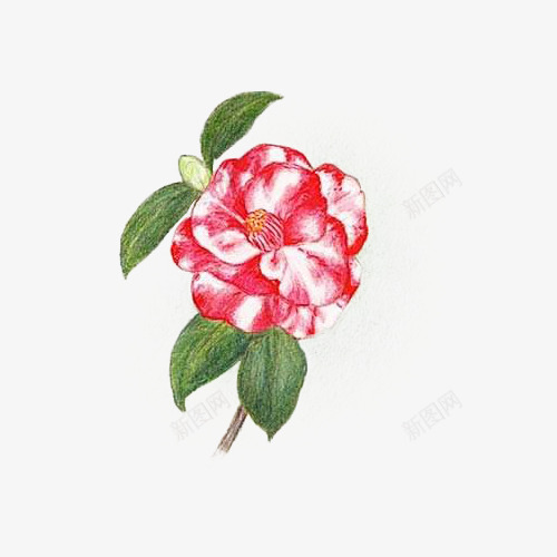 一枝红色彩铅山茶花png免抠素材_新图网 https://ixintu.com 山茶花 彩铅 手绘 植物 花朵 花枝 茶籽花 茶花 设计