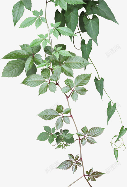 摄影草本植物树叶藤蔓png免抠素材_新图网 https://ixintu.com 摄影 树叶 草本植物 藤蔓