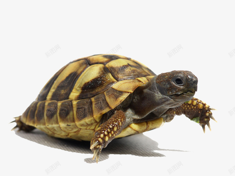 爬行的海龟png免抠素材_新图网 https://ixintu.com 海洋生物 盔甲 自我保护 黄色