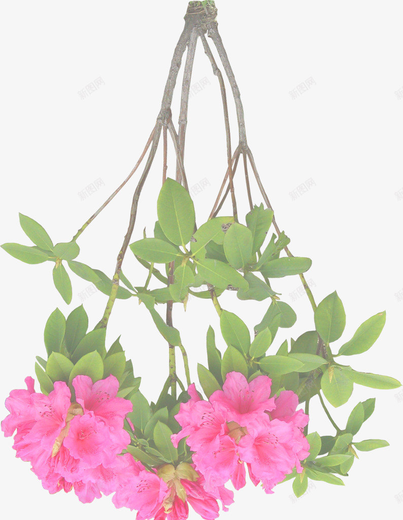 绿色花藤吊篮植物png免抠素材_新图网 https://ixintu.com 植物 绿色
