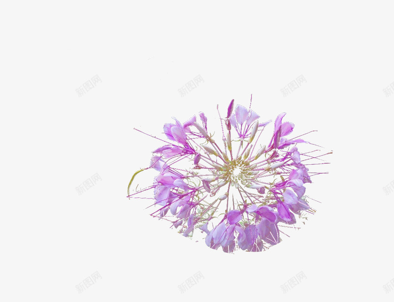 紫色透明凤尾花png免抠素材_新图网 https://ixintu.com 凤尾花 色彩 花朵