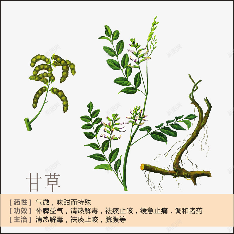 甘草简介png免抠素材_新图网 https://ixintu.com 中草药 中药 中药绘画 草药 草药功能介绍