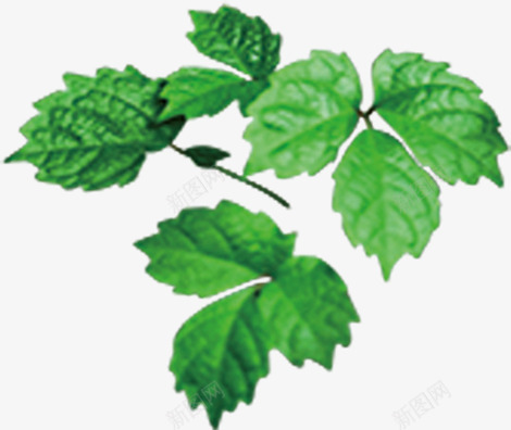 春天藤蔓植物绿叶装饰png免抠素材_新图网 https://ixintu.com 春天 植物 绿叶 藤蔓 装饰