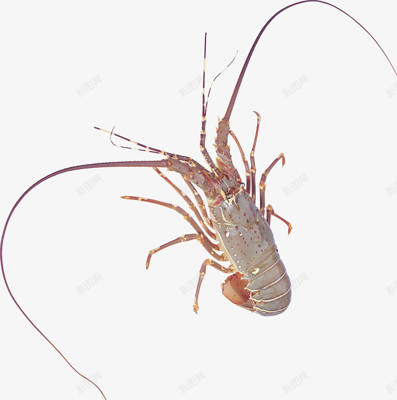 虾png免抠素材_新图网 https://ixintu.com 海洋生物 海虾 虾 鱼虾