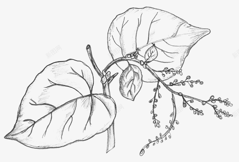 铅笔手绘花朵png免抠素材_新图网 https://ixintu.com 叶子 手绘 枝叶枝杈 花朵 藤蔓