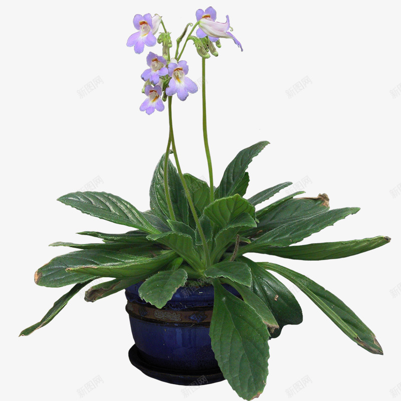 盆景png免抠素材_新图网 https://ixintu.com 室内植物 植物 盆栽 绿色植物 花草 花草盆栽素材 藤蔓植物