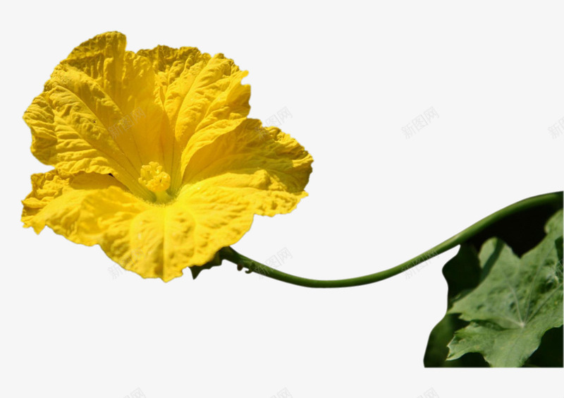 丝瓜藤上伸出的一朵丝瓜花png免抠素材_新图网 https://ixintu.com 丝瓜花 丝瓜花摄影 丝瓜藤 丝瓜藤上伸出的一朵丝瓜花 叶子 植物 绿藤 花瓣 花草 花蕊 花藤 黄色小花