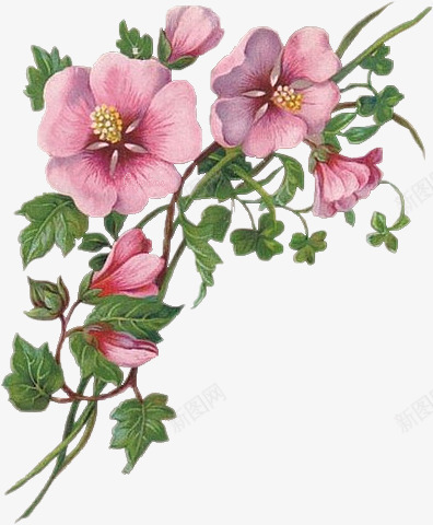 手绘花饰唯美唯美花png免抠素材_新图网 https://ixintu.com 卡通元素 唯美 手绘花饰图片素材 手绘花饰素描 手绘花饰素材 梦幻素材 森林系元素 花 花枝 花藤