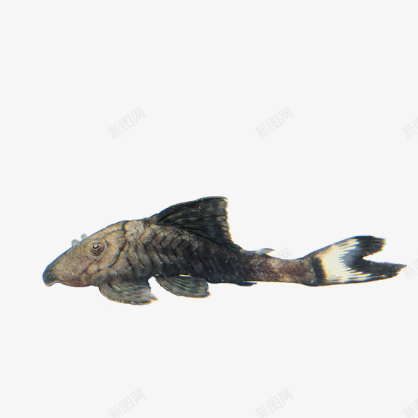 水生物png免抠素材_新图网 https://ixintu.com 水生物 海洋动物 鱼类