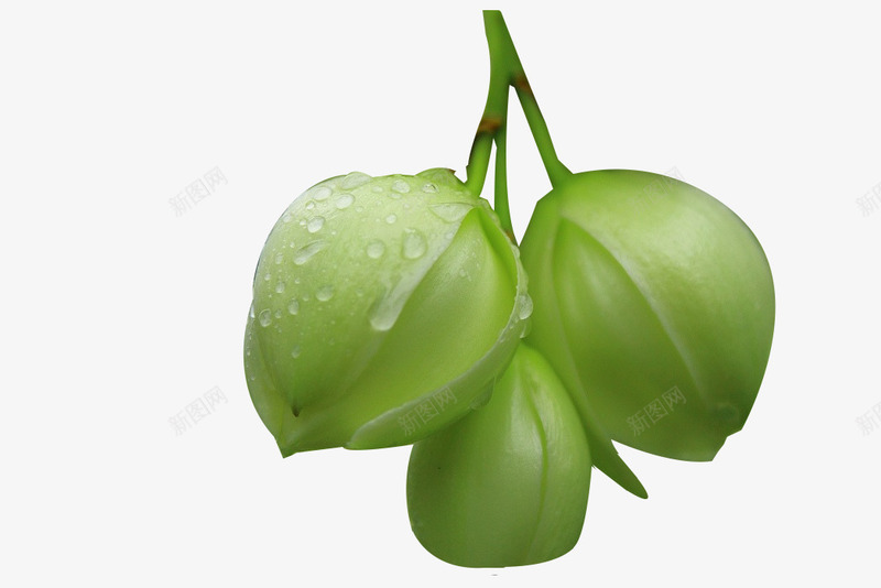 未开放的凤尾花png免抠素材_新图网 https://ixintu.com 凤尾花 未开放的花朵 清新的气息 色彩 花蕾 青色