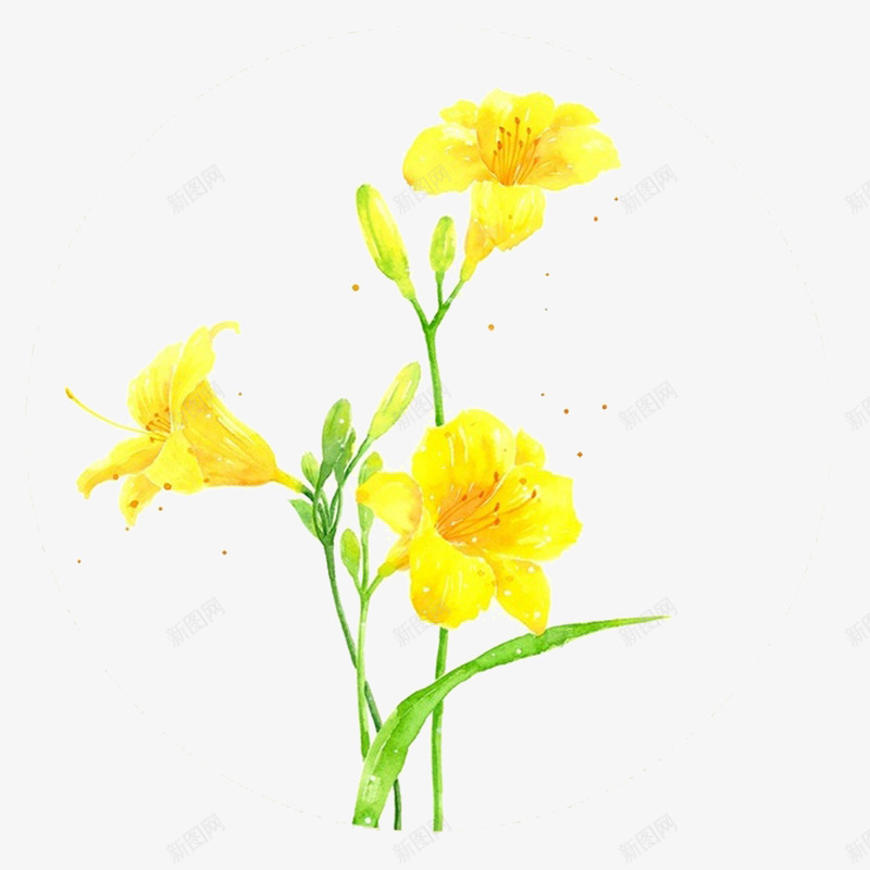 黄色水仙花彩绘png免抠素材_新图网 https://ixintu.com 水仙 绘画 花卉 黄色