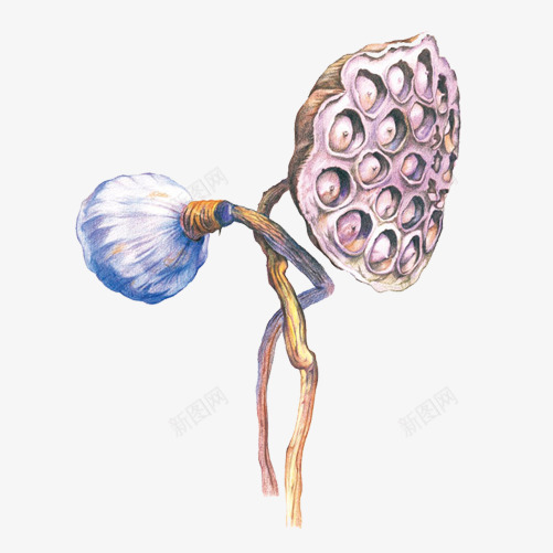 莲蓬手绘画片png免抠素材_新图网 https://ixintu.com 干枯 手绘色彩画 缠绕 莲蓬